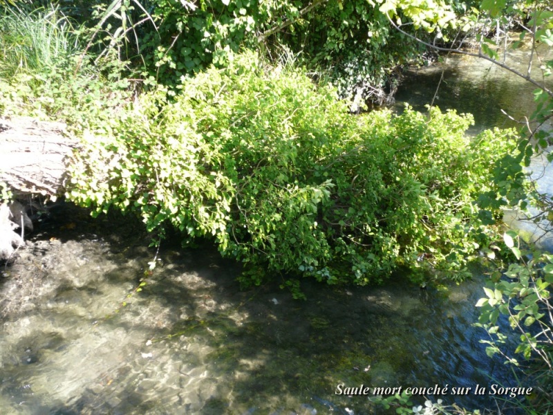 arbre mort couché sur la sorgue